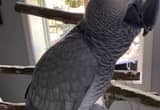 3yr old talkative african grey