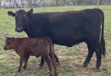 2 Cow Calf pair and a Heifer