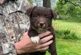 Full Blooded Australian Shepherd Puppies