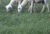 Sheep ram neutered adult 13 months old