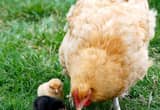 Buff Mama Hen w/ 8 chicks