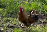 cochin/ silkie roosters