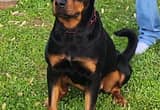 Rehoming 2 yr old rottweiler female