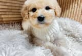 Cream & White Fluffy Boy Labradoodle Pup