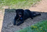 AKC Registered Black Labrador