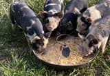 idaho pasture pigs-registrable stock