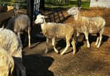 Khatadin Ewes