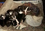 boston terriers: full blood/ with papers
