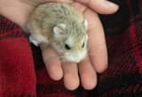 dwarf hamster for sale