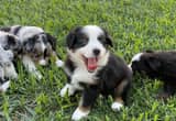 Australian Shepherd puppies