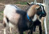 ADGA Nigerian Dwarf Goat-Buck