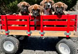 Beautiful Boxer Puppies