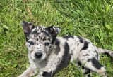 blue heeler/ australian shepherd puppies