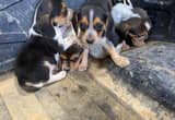 Beagle puppies