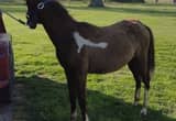 yearling spotted filly