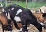 Doe Blue-eyed Nigerian Dwarf Goat Polled