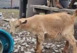 Doeling Pet Nigerian Dwarf Goat Small