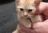 Orange tabby kittens