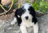 bernedoodle - mini. Trades considered