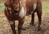 Boer Goats