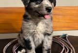 ASDR Australian Shepherds