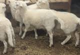 Hair ewe lambs