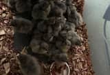 Lavendar Oprington Chicks