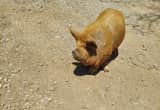 kunekune boar