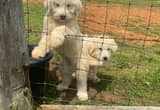 Komondor/ GP puppies