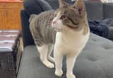 Rehoming Manx/ Bobtail Cat / Male, Indoor
