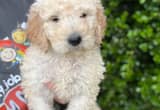 goldendoodle