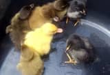 Baby ducks