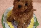 Toy Maltipoo females and males