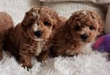 Maltipoo toy Babies