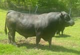 Registered Angus Bulls