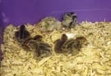 newly hatched quail variety