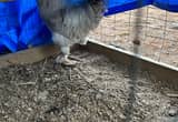 lavender brahma rooster