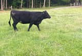 Angus commercial heifers