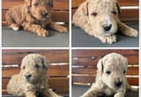 Mini Goldendoodles