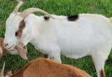 17 goats for sale