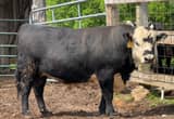 Registered Black Hereford Bull