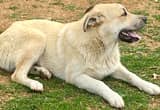 great pyrenees anatolian shepherd