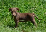 Solid Catahoula Pups