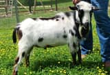 ADGA Blue eyed Nigerian Dwarf Buck