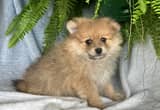 Reduced Beautiful Pomeranian Babies