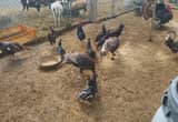 bronze split turkey hens