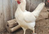white hens for sale