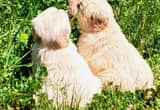 Golden Retriever puppies