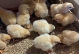 buff orpington baby chicks