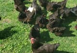 Black Austrolop Hens